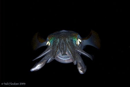 "The Smiler" This playful squid was definately smiling at... by Debi Henshaw 