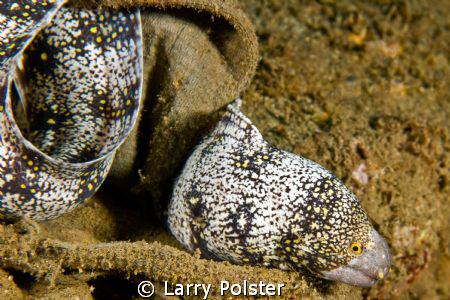 Muck dive, Ambon bay, Indonesia. by Larry Polster 