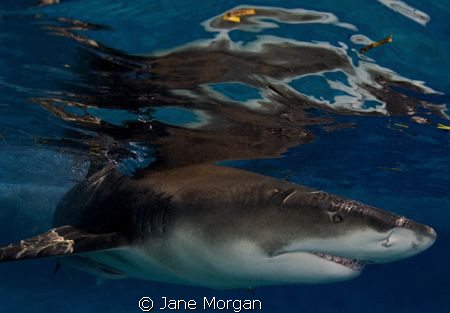 Lemon shark taken with pole cam from the boat. by Jane Morgan 