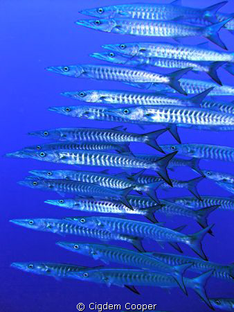 School of Barracudas close-up. 
Shark Reef, Sharm el She... by Cigdem Cooper 