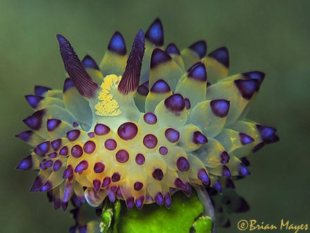 Janolus species nudibranch.....¸><((((º>.....Canon G9 & I... by Brian Mayes 