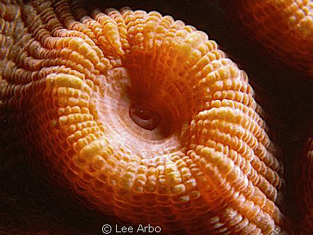 simple coral polyp. Taken with Canon g10 by Lee Arbo 