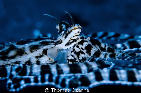 Mimic Octopus doing what it does... Lembeh Strait, North ... by Thomas Ozanne 