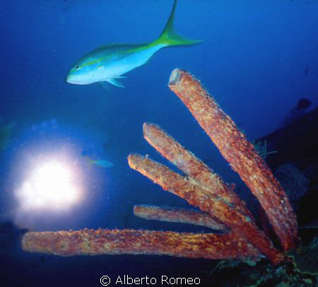 Tube sponge and yellowtail fish.
Nikonos+15 mm Ikelite s... by Alberto Romeo 