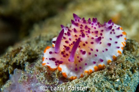 Mexichromis mariei, Ambon bay. D300-60mm by Larry Polster 