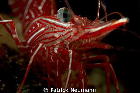 dancing cleaner shrimp, no crop, taken with Canon 400D/Hu... by Patrick Neumann 