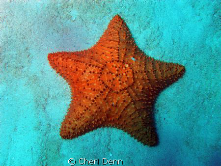 Star of the Sea by Cheri Denn 