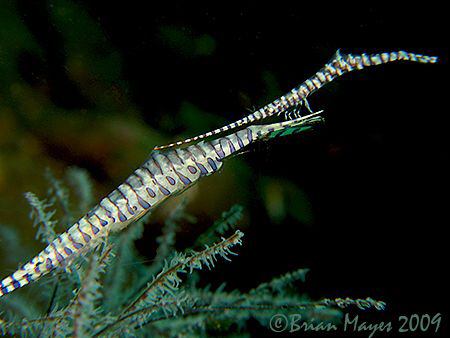 Sawblade acrobats, one Sawblade Shrimp (Tozeuma armatum) ... by Brian Mayes 
