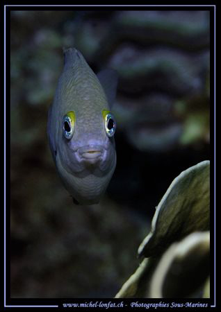 Face to Face with this small DamselFish... Just love the ... by Michel Lonfat 