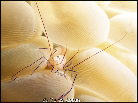 I found this Shrimp at Bunaken-Manado in Indonesia.
I us... by Marco Astan 