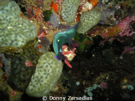 Dunno the name, specie, family or genus of this nudibranc... by Donny Zarsadias 