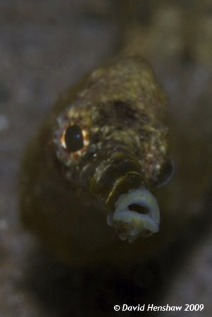 Portrait study of a Stick Pipefish. Taken with D200 and 1... by David Henshaw 