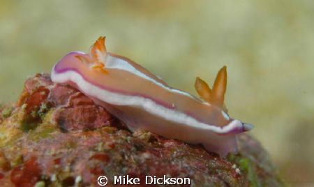 6mm nudibranch spotted in North Bay, Fahal Island.

Pho... by Mike Dickson 