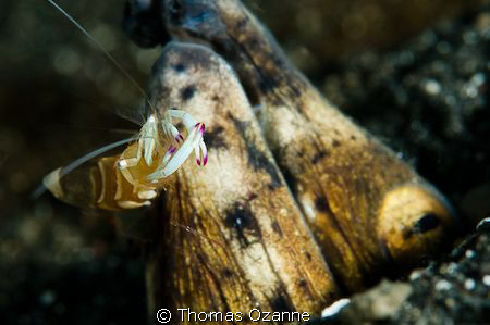 Snake Eel and a face dancing/cleaning Shrimp keeping his ... by Thomas Ozanne 