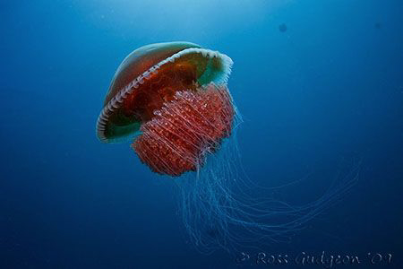 Yet another red jellyfish.  Ningaloo Reef, Western Austra... by Ross Gudgeon 