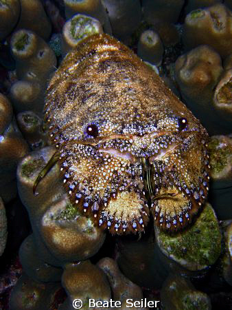 Slipper Lobster on a nightdive at Wakatobi, taken with ca... by Beate Seiler 
