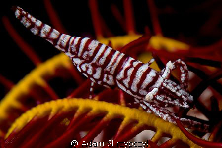 Shrimp on feather star - 105 + inon 165 closeup lens. by Adam Skrzypczyk 