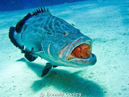 The Roaring Grouper at Grand Bahamas.  Photo taken May 20... by Bonnie Conley 