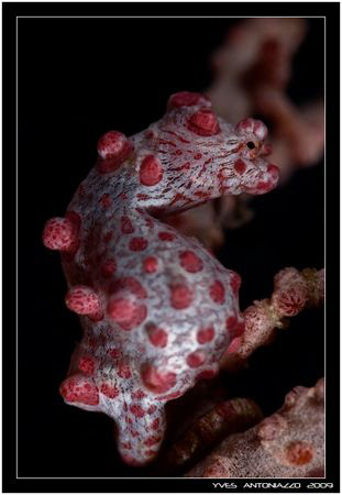 My first entry of a pigmy sea horse and it was so pregnan... by Yves Antoniazzo 