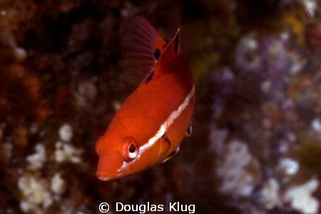 Junior.  The well known Sheephead Wrasse in its not-so-we... by Douglas Klug 