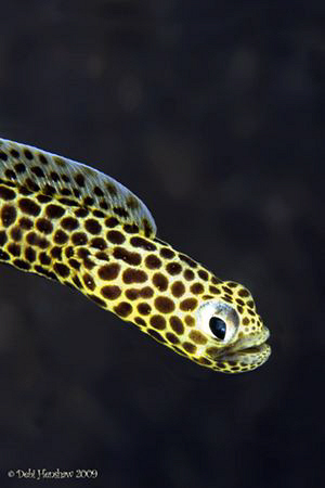 Taylors Eel - another angle of this shy eel. Full Frame D... by Debi Henshaw 