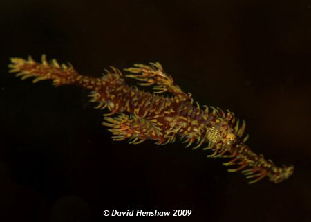 Landscape study of Ornate Ghost Pipefish. Taken with D200... by David Henshaw 