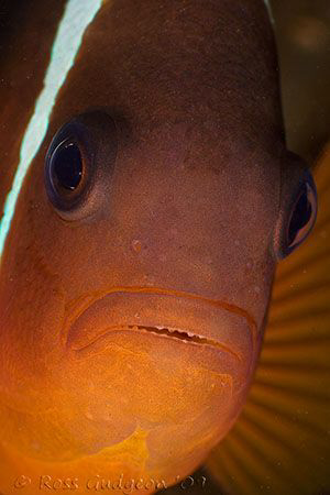 Animonefish.  Ningaloo Reef, Western Australia.  Canon 50... by Ross Gudgeon 