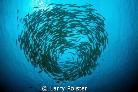 One of many schooling Jacks in the Banda Sea. D300-Tokina... by Larry Polster 
