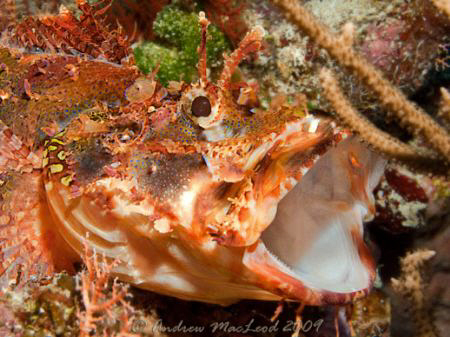 A tired fish needing a yawn! Taken today in Manado. Canon... by Andrew Macleod 
