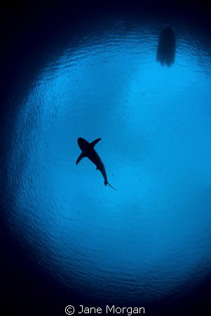 Grey reef shark in snells window by Jane Morgan 