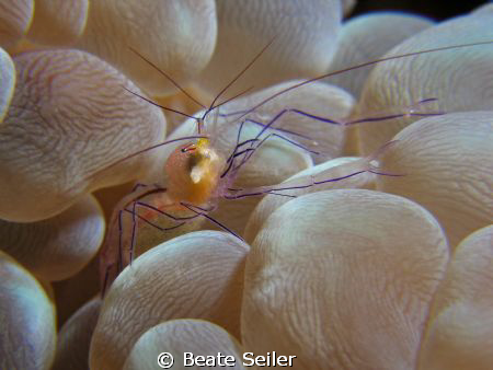 Bubble coral shrimp , taken with Canon S70 and 2x UCL 165 by Beate Seiler 