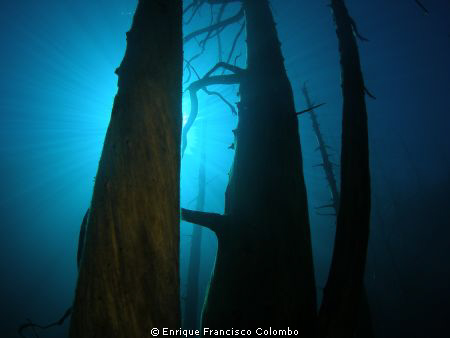 Bosque sumergido Lago Traful , Patagonia Argentina by Enrique Francisco Colombo 