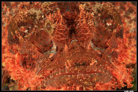 Scorpion Fish, close-up, no crop and he was pretty accomo... by Allen Walker 