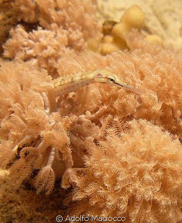 Red Sea Pipefish
Grand Rotana house reef, Sharm el S by Adolfo Maciocco 