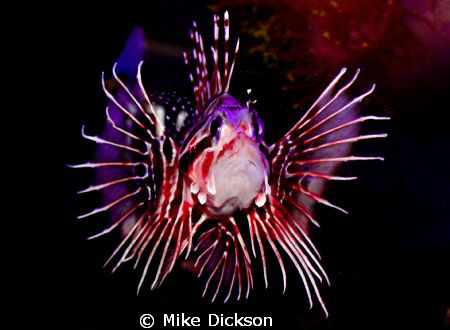 Broad barred Lionfish / firefish (latin: pterois antennat... by Mike Dickson 