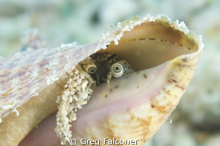 Juvenile Queen Conch checking out her surroundings.  June... by Greg Falconer 