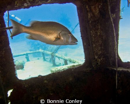 Snapper at Grand Bahamas May 2009.  Photo taken with a Ca... by Bonnie Conley 