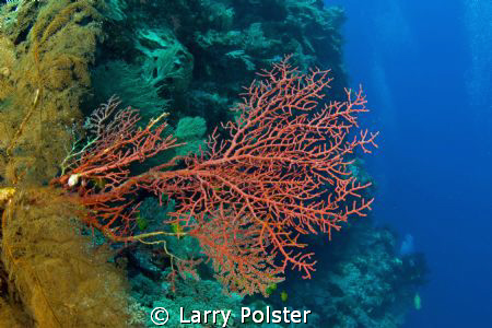 One of many wonderful wall dives in the Banda Sea aboard ... by Larry Polster 