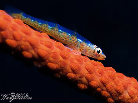 Whip Coral Goby (Bryaninops yongei) - Tulamben, Bali (Can... by Marco Waagmeester 