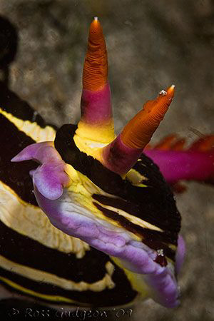 Nembrotha rutilans/purpureolineata/aurea. Nelson Bay, New... by Ross Gudgeon 