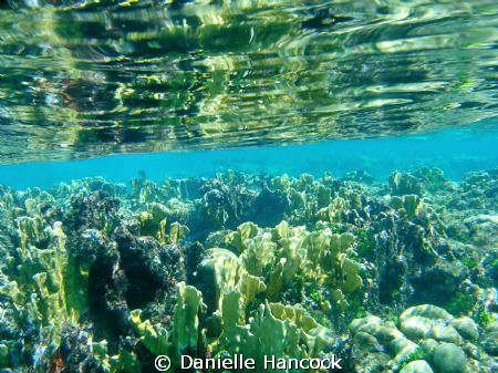 This was my first time using an underwater camera and I c... by Danielle Hancock 