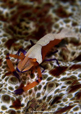 Portrait study of an Imperial Partner Shrimp. Taken with ... by David Henshaw 
