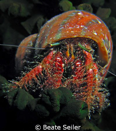 Hermit crab on a night dive at Wakatobi House reef , take... by Beate Seiler 