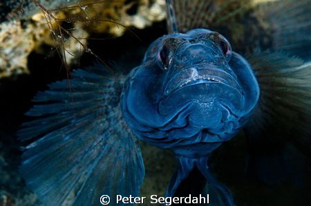 Black goby male trying to look as big and bad as possible... by Peter Segerdahl 