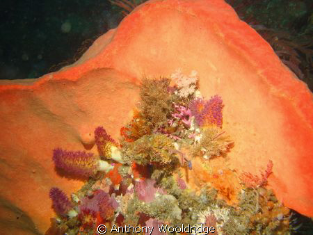 A large sponge with soft corals in the foreground. Taken ... by Anthony Wooldridge 
