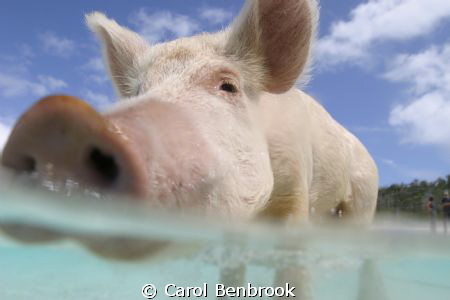 This swimming pig came out to meet us in our tender at Bi... by Carol Benbrook 