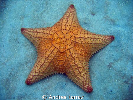 19 " STAR ! by Andres Larraz 