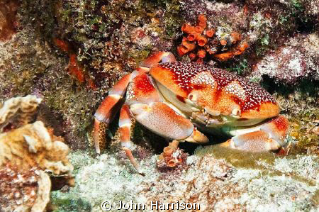Crab by John Harrison 