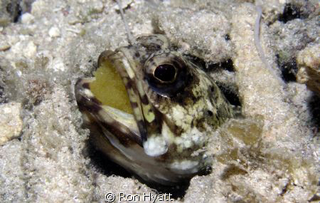 Banded jawfish with eggs; spent a long time just watching... by Ron Hyatt 