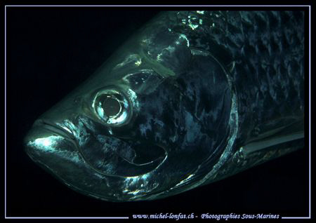 The curious look of a big Tarpon fish in Bonaire... Que d... by Michel Lonfat 